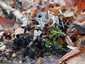 Szarvas agancsgomba (Xylaria hypoxylon), Budai-hegység